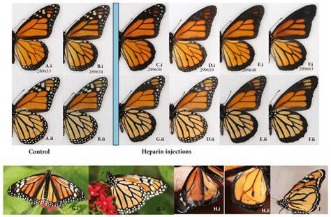 The monarch, Danaus plexippus. (A-B) Wild type vs. (C-F)... | Download ...