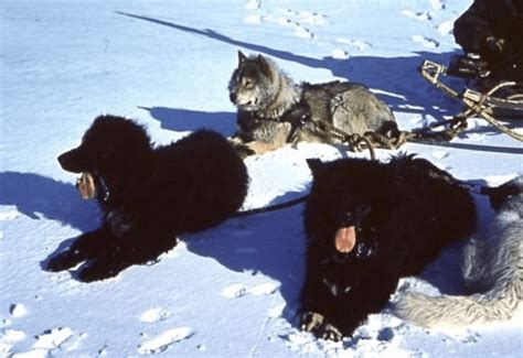 Sakhalin Husky - Everything about the Anartica Expedition Sled Dogs