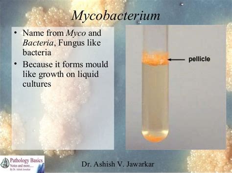 Mycobacteria