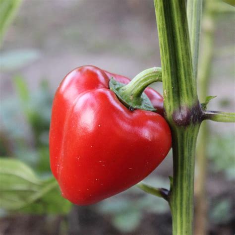 Pimento L - Sweet Pepper Garden Seeds - 250 g Packet ~30 Seeds - Non ...