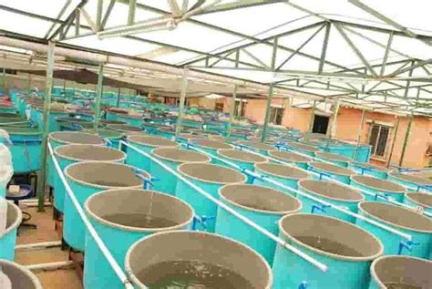 Fish Farms | Fish Farming Information and Resources | Farms.com