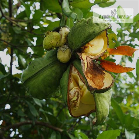 Buy Kola Nut (Garcinia Kola) Fruit Plant | Bitter Kola | Kerala Nursery