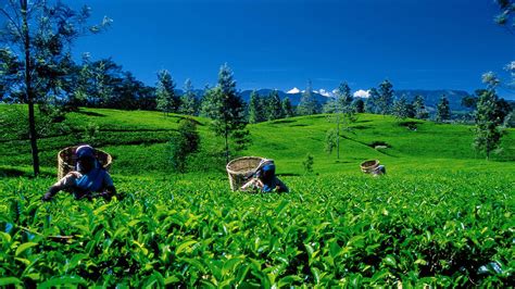 Tea Estate In Nuwara Eliya - 1600x900 Wallpaper - teahub.io