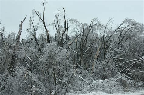 Anja's Photo Journal: Ice-Storm Damaged Trees