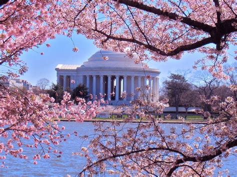 Washington DC Cherry Blossom Wallpapers - Top Free Washington DC Cherry ...