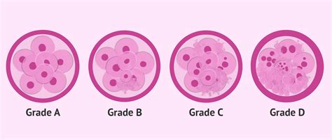 Embryo Quality Comparison