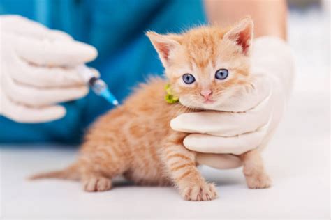 Feline Immunodeficiency Virus (FIV): Symptoms, Causes, Diagnosis & Treatment - Symptoms ...