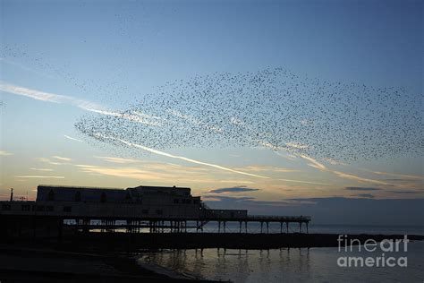 Flock of Starlings #2 Photograph by Premierlight Images - Pixels