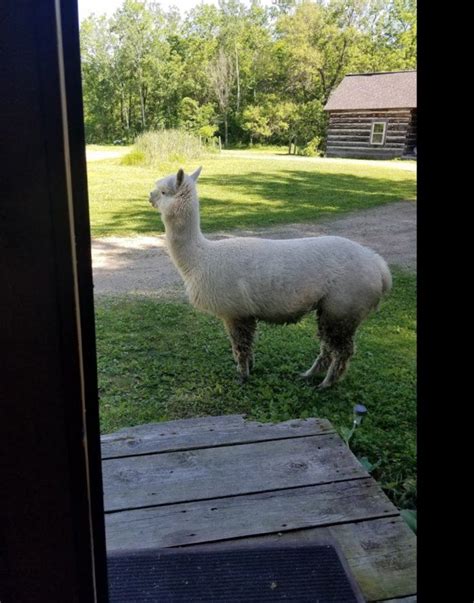 Stay In An Authentic Log Cabin On An Alpaca Farm In Illinois | Alpaca ...