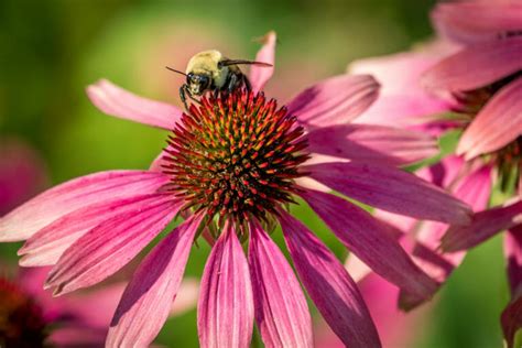 The Best Plants to Attract Pollinators, by Region - Modern Farmer