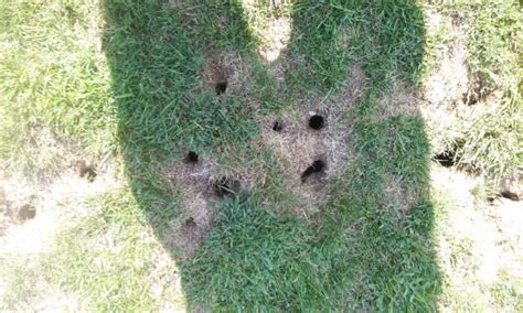 Are Gophers Dangerous? - Wildlife Pest Control