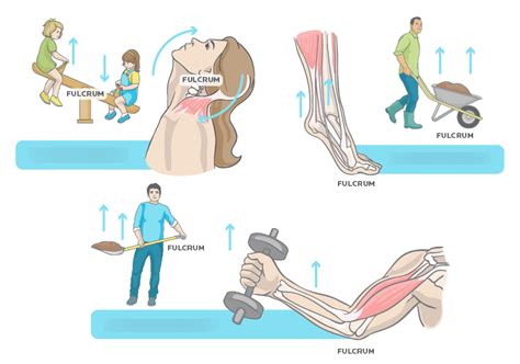 NASM Chapter 5, Human Movement Science (Levers) Diagram | Quizlet