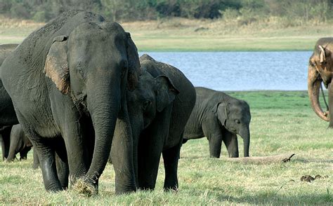 Sri Lankan Elephant | Animal Wildlife