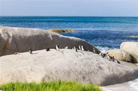 Premium Photo | African penguin colony from simon's town conservancy ...