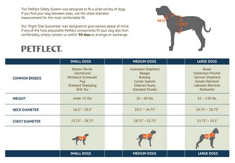 Boxer Size Chart Dog - Bing Images