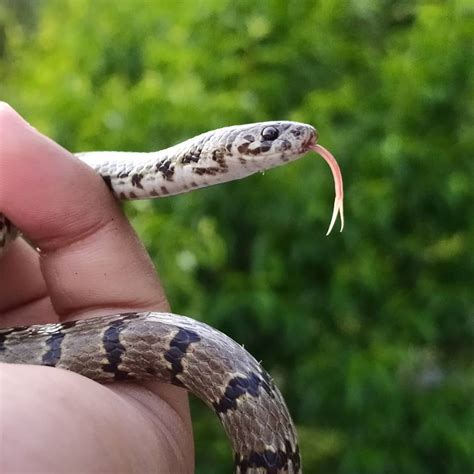 Scientists describe a new Himalayan snake species found via Instagram