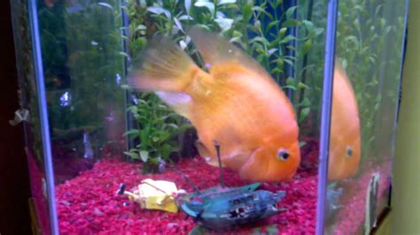 15 year old Blood Parrot Cichlid - YouTube