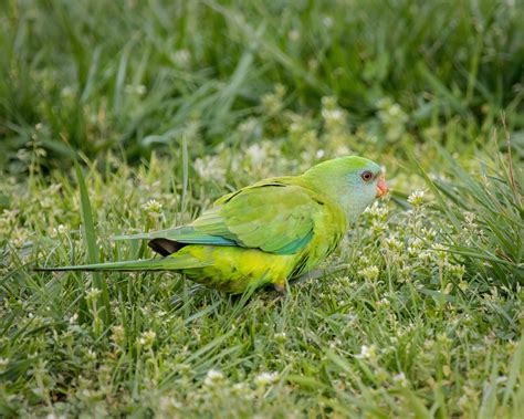 Superb Parrot - female, feeding