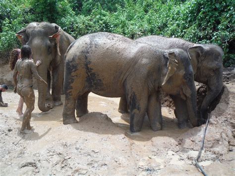 3 DAYS CHIANG MAI ELEPHANT SANCTUARY & TREKKING - CHIANG MAI TOURS