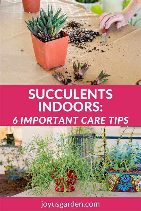 Indoor succulents are easy to grow. These succulent care tips help with succulent care for ...