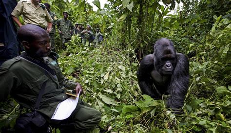 Mountain Gorilla Conservation | Virunga National Park