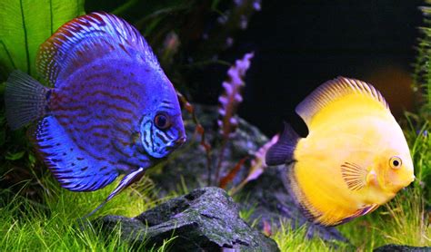 Ornamental Fish Farming in Singapore | Agriculture, Technology, and Business Market