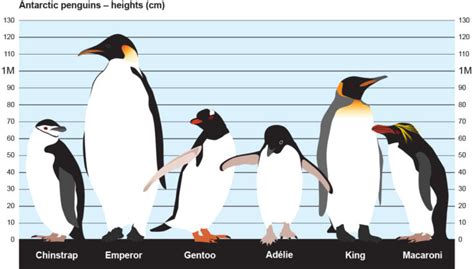 Penguins - British Antarctic Survey