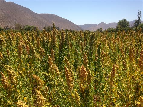 The Revival of Quinoa: A Crop for Health | IntechOpen