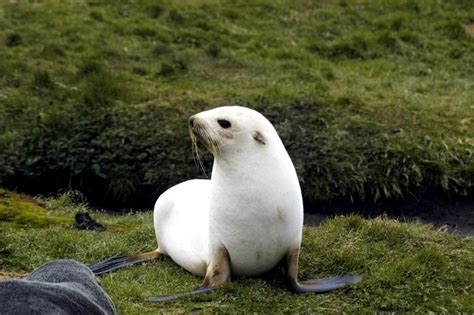 Antarctic Fur Seal – "OCEAN TREASURES" Memorial Library