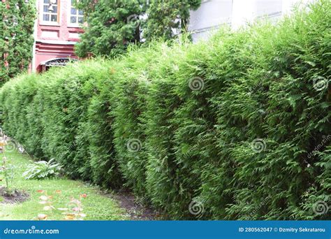 Hedge of Boxwood Bushes in the Park Stock Image - Image of green ...