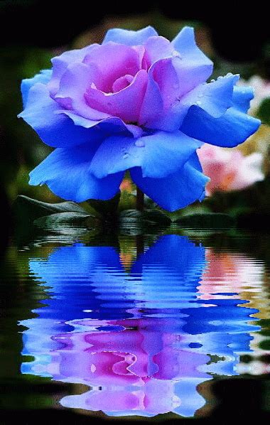 GIF Flowers Gif, Romantic Flowers, Beautiful Rose Flowers, Exotic Flowers, Amazing Flowers, Blue ...