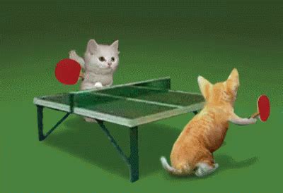 Cats Tennis GIF - Cats Tennis - Discover & Share GIFs