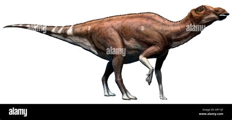 Brachylophosaurus Skeleton