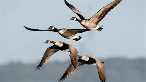 Man caught shooting geese from Louisiana highway stripped of hunting privileges | NewsNation