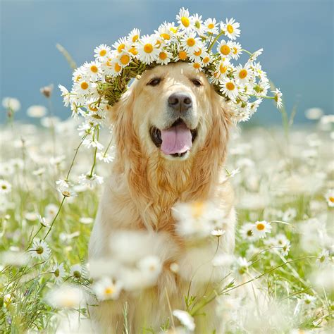 Cute Puppies With Flowers