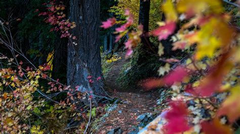 Tunnel Creek — Washington Trails Association