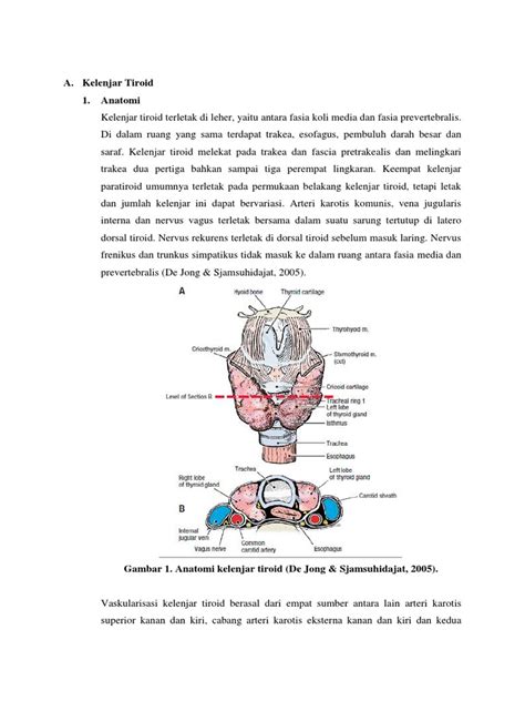 Anatomi Fisiologi Kelenjar Tiroid | PDF