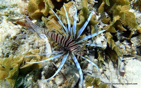 Snorkeling at French Key | The best snorkeling spots in Roatan