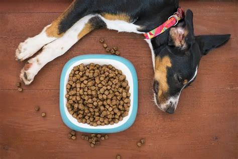 Can Humans Eat Dog Food In An Emergency? ( How Safe Is It? ) » Prepping ...