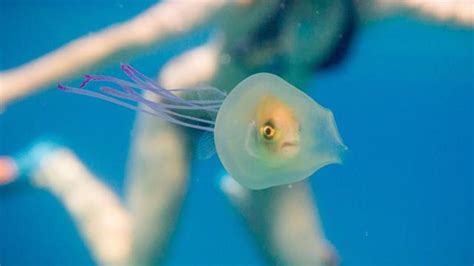 Check out this hauntingly beautiful photo of a little fish trapped ...