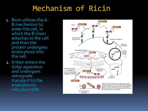 PPT - RICIN PowerPoint Presentation, free download - ID:1012512
