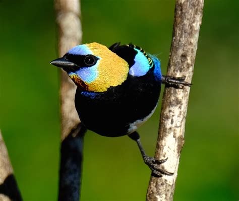 Golden-hooded Tanager II — Birding With Camera and Paint