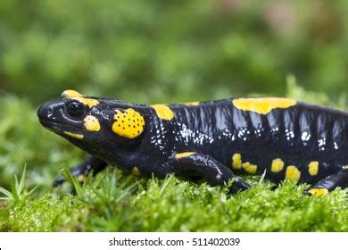 Fire Salamander Stock Photo 511402039 | Shutterstock