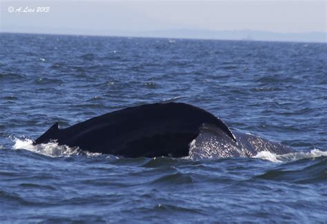 Five Star Whale Watching: Humpback Whale & Northern Elephant Seal! July 18th, 2013