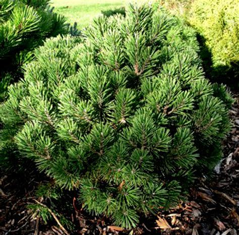 Pinus mugo 'Gnom' Dwarf Mugo Pine - Kigi Nursery