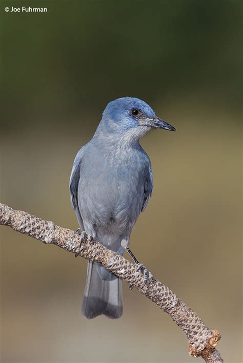 Pinyon Jay – Joe Fuhrman Photography