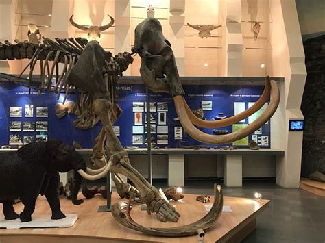 Mammoth Museum (Yakutsk, Russia): Top Tips Before You Go (with Photos) - TripAdvisor