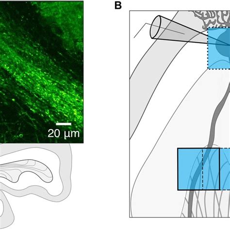 | Channelrhodopsin-2 expression in Purkinje cell axons. (A) Schematic ...