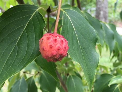 Great Escape Farms Harvesting Cornus Kousa Dogwood Fruit - Great Escape Farms