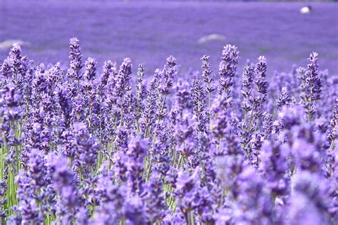 Lavender Wallpaper